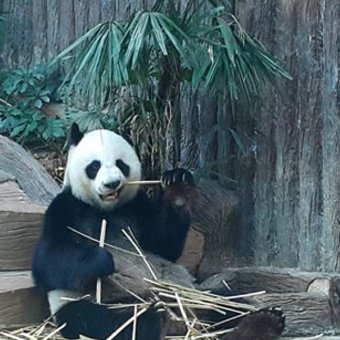 ЗООПАРК В ЧИАНГ-МАЕ. CHIANG MAI ZOO. ЧТО ПОСМОТРЕТЬ В ЧИАНГ-МАЕ?